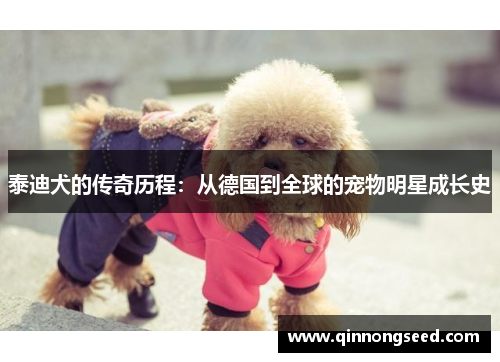 泰迪犬的传奇历程：从德国到全球的宠物明星成长史